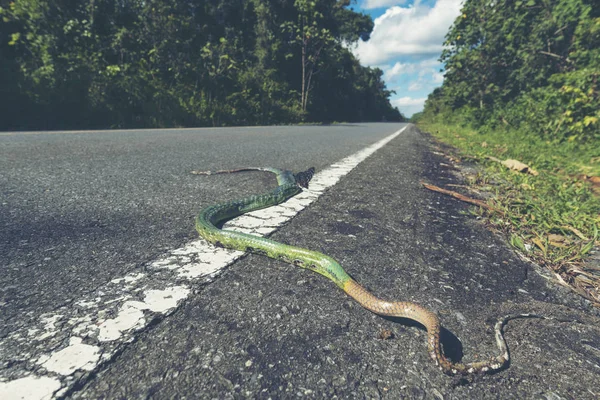 Green Snake Dead Road Khao Yai National Park Thailand — Stock Photo, Image