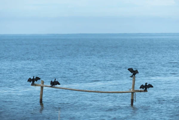 Cormorant Birds Shag Phalacrocoracidae — Photo