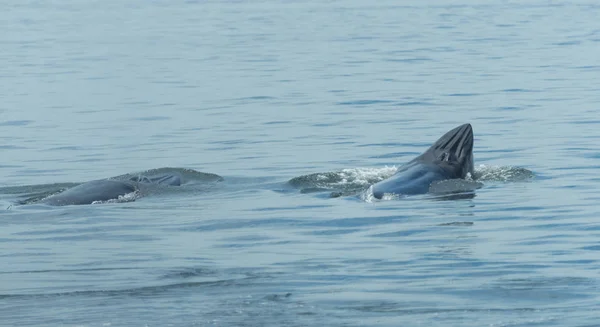 Ballena Bryde Tailandia Océano — Foto de Stock