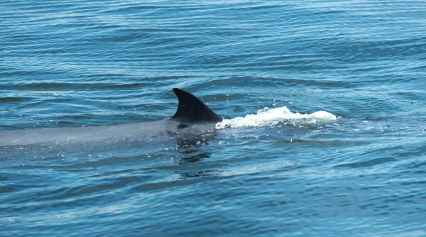 Ballena Bryde Tailandia Océano — Foto de Stock