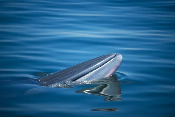 Bryde Whale Watching Gulf Thailand — Stock Photo, Image