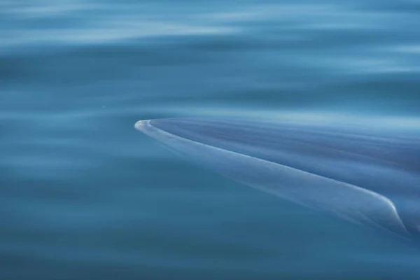 Bryde Whale Watching Gulf Thailand — Stock Photo, Image