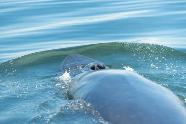 Ballena Bryde Tailandia Océano — Foto de Stock