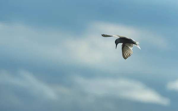 Pássaro Tern Céu Azul — Fotografia de Stock