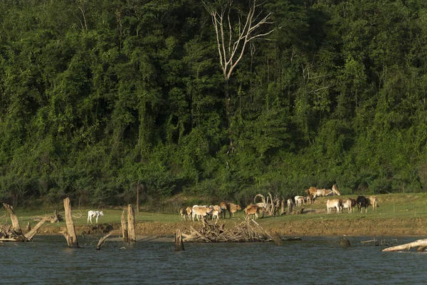 Группа Крупного Рогатого Скота Сельскохозяйственном Поле Таиланд — стоковое фото