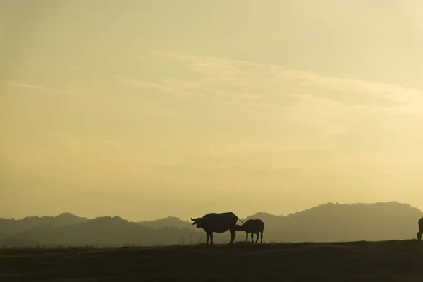 Gruppe Von Rindern Auf Dem Feld Thailand — Stockfoto