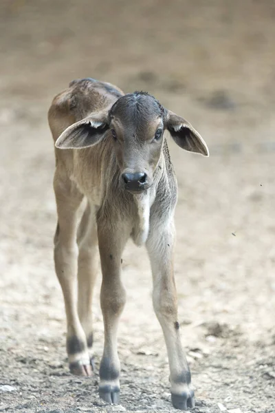 Calf Farm — Stock Photo, Image