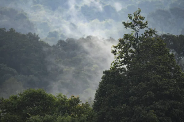Natuur Landschapsmening Van Tropisch Regenwoud Khao Yai Nationaal Park Thailand — Stockfoto