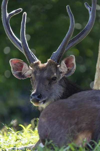Vilda Sambar Deer Djurliv Nationalparken Khao Yai Thailand — Stockfoto