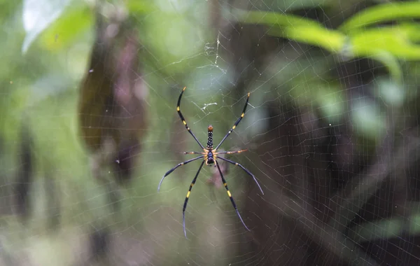 Araña Silvestre Bosque Tropical —  Fotos de Stock