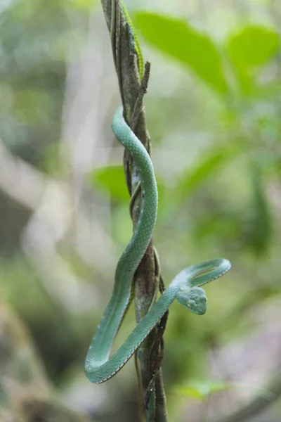 Vogel Green Pitviper Green Snake — Stock Photo, Image