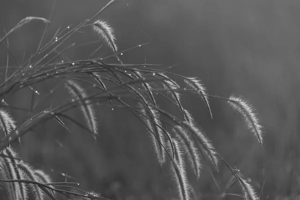 Noir Blanc Fleur Herbe — Photo