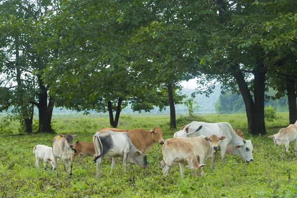 Rebaño Ganado Fue Criado Área Natural Tailandia — Foto de Stock