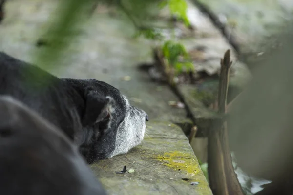 Sleepy Dog Nature View — Stock Photo, Image