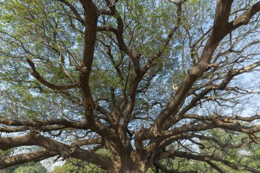 ağaç gölgelik mavi gökyüzü ile