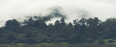 tropikal orman manzaralı, vintage filtre görüntü