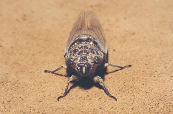 Τζιτζίκι Cicadidae Στο Παρασκήνιο — Φωτογραφία Αρχείου