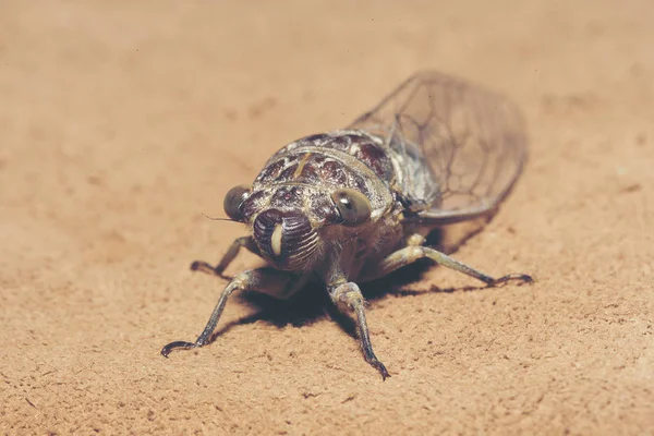 Τζιτζίκι Cicadidae Στο Παρασκήνιο — Φωτογραφία Αρχείου