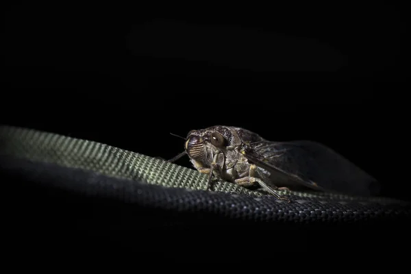 Τζιτζίκι Cicadidae Απομονώνονται Μαύρο Φόντο — Φωτογραφία Αρχείου