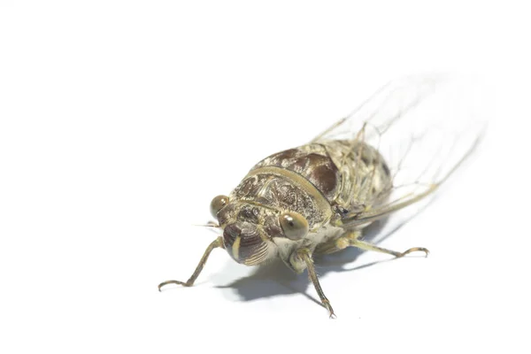 Τζιτζίκι Απομονώνονται Λευκό Παρασκήνιο Cicadidae — Φωτογραφία Αρχείου