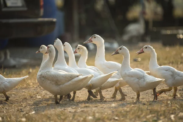 Csoport Kacsa Farm Thaiföld — Stock Fotó