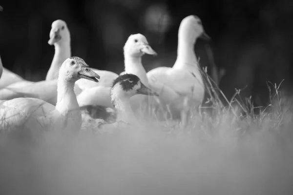 Groep Van Eend Boerderij Thailand — Stockfoto