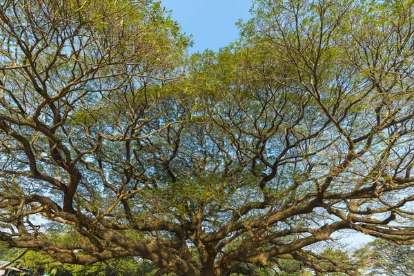 Gałąź Drzewa Największych Tajlandii — Zdjęcie stockowe