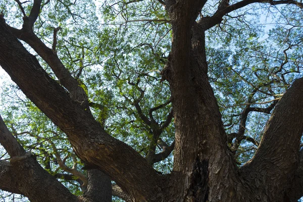 Rama Del Árbol Más Grande Tailandia — Foto de Stock