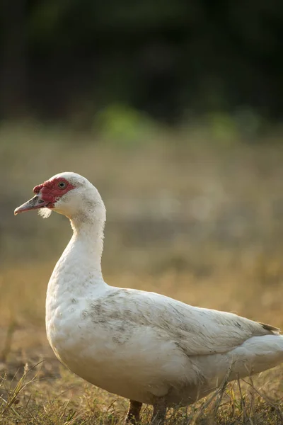 Anatra Fattoria Thailandia — Foto Stock