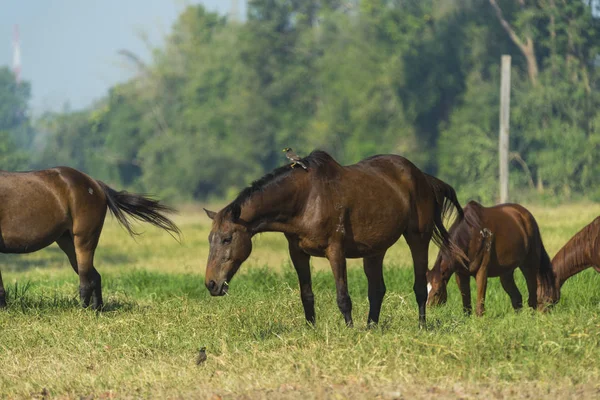 Gruppe Von Drei Jungen Pferden Auf Der Weide — Stockfoto