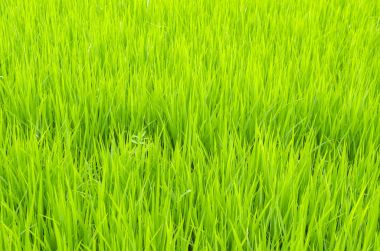 Yeşil çeltik pirinç alan, Tayland