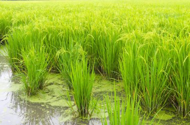 Yeşil çeltik pirinç alan, Tayland