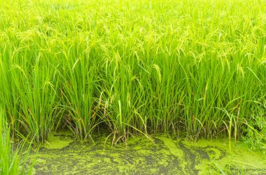 Yeşil çeltik pirinç alan, Tayland