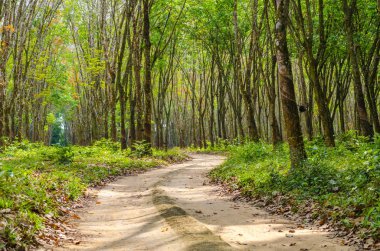 Kauçuk plantation Tayland