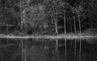 siyah ve beyaz tropikal orman