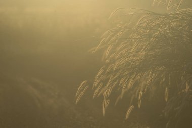 Sevgiliye arka plan, vintage filtre görüntü