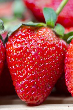 doğal tavuk yumurta ürün organik çiftlik