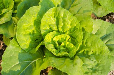 doğal tavuk yumurta ürün organik çiftlik