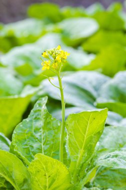 doğal tavuk yumurta ürün organik çiftlik