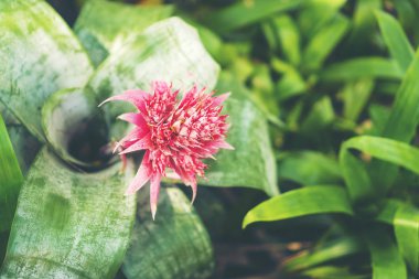 Çiçek Bahçe arka plan ile çeşitli renkli Bahçe çiçek ve Bahçe aletleri