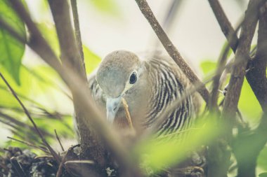 Güvercin kuş yuvada yaşayan