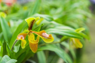 Paphiopedilum orkide çiçek veya Lady's terlik koruma merkezi Paphiopedilum Doi Inthanon Chiang Mai, Tayland orkide.