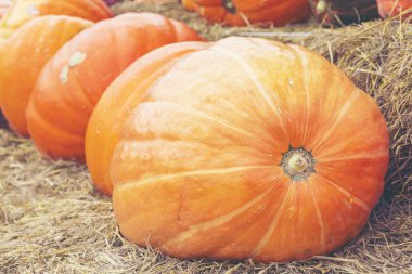 Büyük saman üzerinde kabak, kabak iştah açıcı dev kabak yakınındaki saman üzerinde birkaç küçük hasat. Halloween ruhu geliyor.