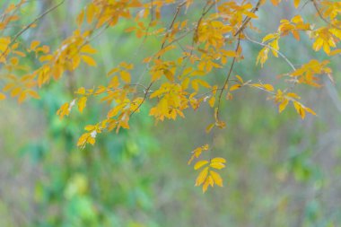 Tayland, Asya'nın doğal sahne tropik ağaç üzerinde renkli çiçek