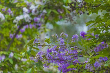 Tayland, Asya'nın doğal sahne tropik ağaç üzerinde renkli çiçek