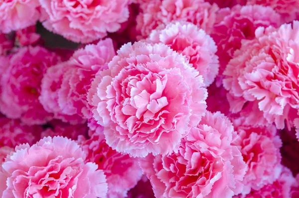 Rosa Fundo Flores Para Dia Dos Namorados Dia Das Mães — Fotografia de Stock