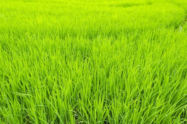 Zelená Neloupané Rýže Pole Thajsko — Stock fotografie