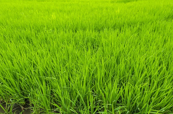 Arrozal Verde Tailandia — Foto de Stock