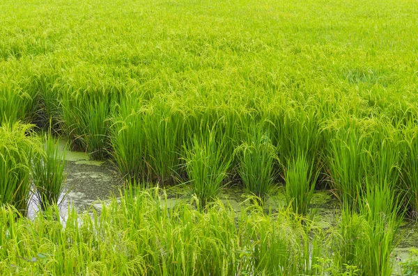 Gröna Risfält Ris Thailand — Stockfoto