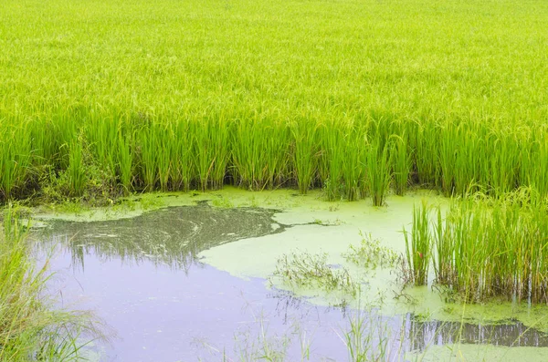 Πράσινο Αναποφλοίωτο Ρύζι Πεδίο Ταϊλάνδη — Φωτογραφία Αρχείου
